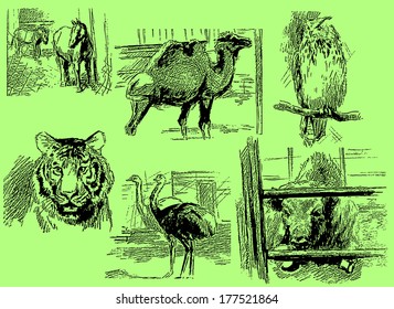 Expressive drawing on paper. Animals and birds in the zoo.