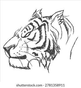 Expressive tiger head sketch with textured stripes, the drawing style is loose and artistic, big cat