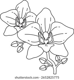 Uma ilustração de arte de linha desenhada à mão requintada com duas elegantes flores de orquídea com pétalas detalhadas e várias flores brotando em um ramo delicado.