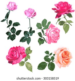 Exquisite hand-painted roses illustration, a single branch pink rose pattern on white background, color design elements,floral design elemen, vector