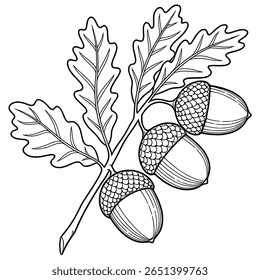 Ilustração vetorial requintada de um ramo de carvalho com três bolotas e folhas detalhadas, mostrando um estilo de arte de linha meticuloso perfeito para projetos outonais.