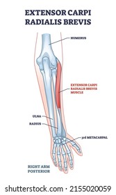 Extensor carpi radialis brevis muscle with arm and hand bones outline diagram. Labeled educational fusiform muscular system in lateral part of posterior forearm vector illustration. Wrist movement.