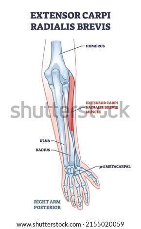 Extensor carpi radialis brevis muscle with arm and hand bones outline diagram. Labeled educational fusiform muscular system in lateral part of posterior forearm vector illustration. Wrist movement.