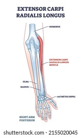 Extender el músculo radial de carpi con el diagrama de contorno de los huesos del brazo y mano. Sistema muscular fusiforme educativo etiquetado en la parte lateral de la ilustración portadora del antebrazo posterior. Movimiento de la muñeca.