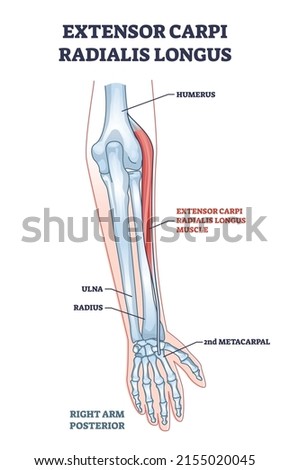 Extensor carpi radialis longus muscle with arm and hand bones outline diagram. Labeled educational fusiform muscular system in lateral part of posterior forearm vector illustration. Wrist movement.