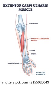 Extensor Carpi Ulnaris Muscle For Arm And Hand Wrist Movement Outline Diagram. Labeled Educational Fusiform Muscular System In Lateral Part Of Posterior Forearm Vector Illustration. Skeletal Bones.