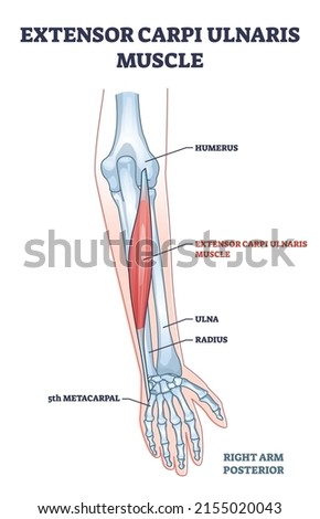 Extensor carpi ulnaris muscle for arm and hand wrist movement outline diagram. Labeled educational fusiform muscular system in lateral part of posterior forearm vector illustration. Skeletal bones.