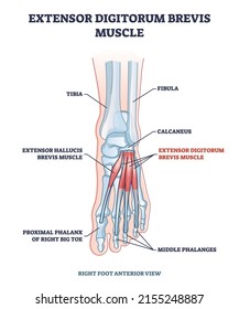 Extensor digitorum brevis muscle for foot phalanges movement outline diagram. Labeled educational scheme with feet anatomy and skeleton structure vector illustration. Physiological anterior view.