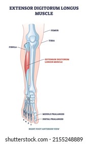 Extensor digitorum longus muscle with foot skeletal system outline diagram. Labeled educational anatomy scheme with human feet right anterior view vector illustration. Middle and distal phalanges.