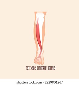 Extensor digitorum longus muscle, vector illustration. 