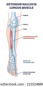 Extensor hallucis longus muscle with foot skeletal system outline diagram. Labeled educational scheme with human feet physiology vector illustration. Right leg anterior view with big toe phalanx bone.