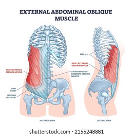 External abdominal oblique muscle with human ribcage bones outline diagram. Labeled educational scheme with hip iliac crest, inguinal ligament and aponeurosis anatomical location vector illustration.