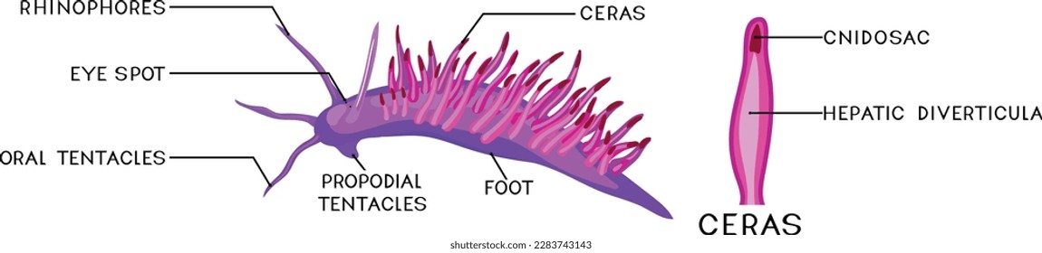 External anatomy of aeolid nudibranch. Structure of sea slug for biology lessons