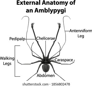 External Anatomy of an Amblypygi on white background illustration