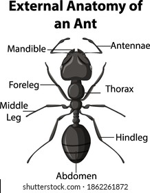 External Anatomy of an Ant on white background illustration