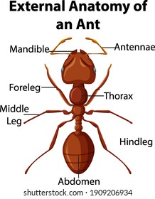 External Anatomy of an Ant on white background illustration