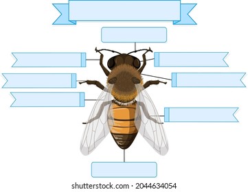 External Anatomy Bee Worksheet Illustration Stock Vector (Royalty Free ...