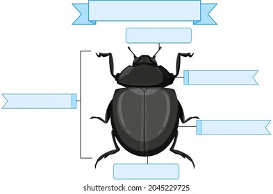 External Anatomy of a beetle worksheet  illustration