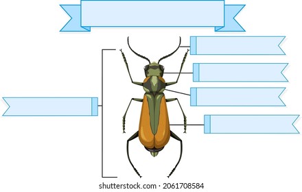 External Anatomy of a brachinus worksheet  illustration
