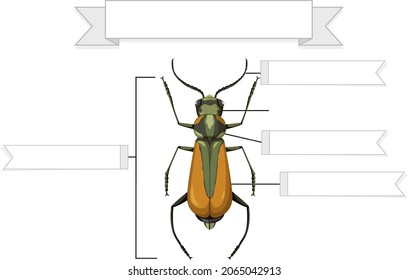 External Anatomy of a brachinus worksheet  illustration
