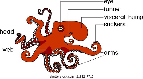 External anatomy of cephalopod mollusc. Structure of octopus for biology lessons