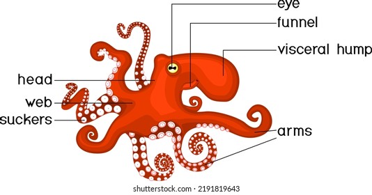 External anatomy of cephalopod mollusc. Structure of octopus for biology lessons