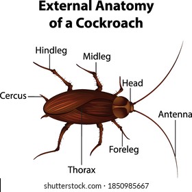 External Anatomy Cockroach On White Background Stock Vector (Royalty ...