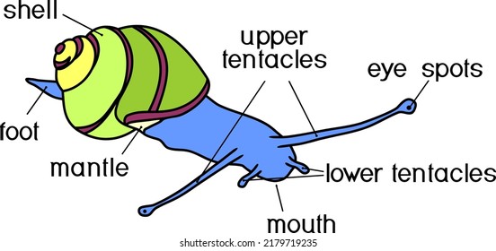 External anatomy of common air-breathing land snail. Structure of White-lipped snail (Cepaea hortensis) for biology lessons