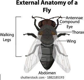 3,278 Anatomy bug Images, Stock Photos & Vectors | Shutterstock