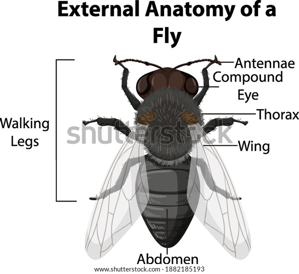 External Anatomy Fly On White Background Stock Vector (Royalty Free ...