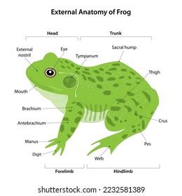 External anatomy of a Frog