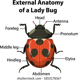 External Anatomy of a Lady Bug on white background illustration