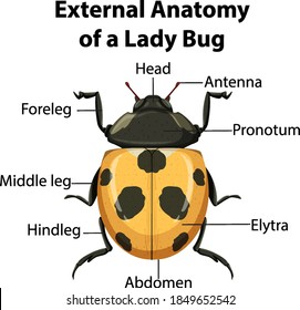 External Anatomy of a ladybug on white background illustration