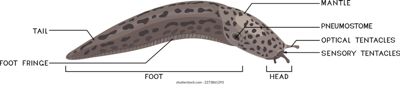 External anatomy of leopard slug (Limax maximus). Structure of slug for biology lessons