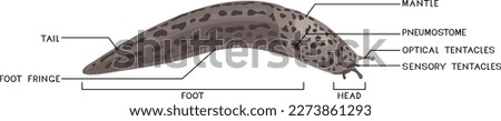 External anatomy of leopard slug (Limax maximus). Structure of slug for biology lessons