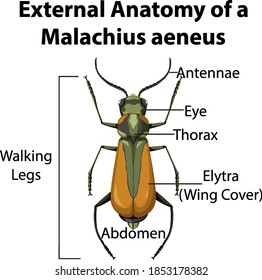 External Anatomy of a Malachius aeneus on white background illustration