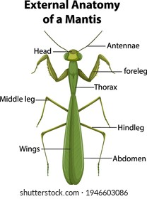 External Anatomy of a Mantis on white background illustration