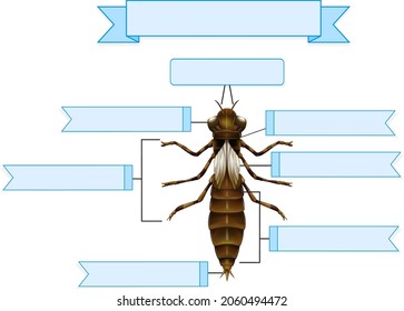 External Anatomy of  a nymph of a dragonfly worksheet  illustration