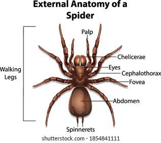 External Anatomy of a Spider on white background illustration