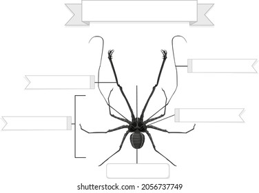 External Anatomy of a whip spider worksheet  illustration