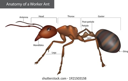 Anatomía externa de una hormiga de trabajadores. Estructura corporal. Diagrama