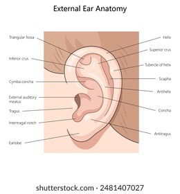 external ear, highlighting key structures such as the helix, tragus, and external auditory meatus diagram hand drawn schematic vector illustration. Medical science educational illustration