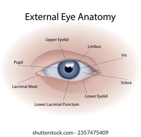 Infografik zur äußeren Augenanatomie. Vektorgrafik