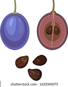 External and internal structure of ripe grape berry isolated on white background