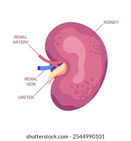 Diagrama de Anatomia Renal Externa. Rim humano com artéria renal, veia e ureter. Diagrama infográfico para ilustração médica da anatomia da função renal. 