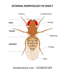 External morphology of insect (fruit fly)