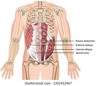 External oblique muscle 3d medical vector illustration abdominal muscle