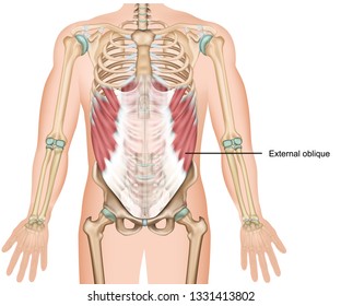 external oblique muscle 3d medical vector illustration upper abdominal muscle 