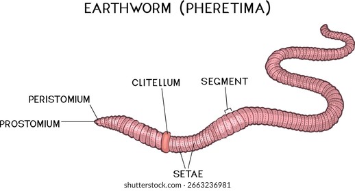Estructura externa de la lombriz de tierra (pheretima) para lecciones de biología	