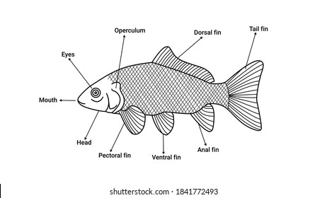 External Structure Fish Fisj Carp Stock Vector (Royalty Free ...